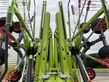 Henificador - Claas - liner 4800 business