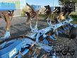 Arado - Lemken - juwel 8