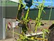 Henificador - Claas - 670