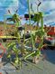 Henificador - Claas - volto 870