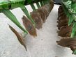 Grada rotativa - Amazone - catros +3001