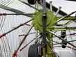 Rastrillo - Claas - liner 3600