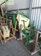 Cosechadora de Cereal - Krone - big x 630 optimaize