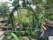Henificador - Krone - kw 6-70/6