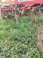 Cultivador - Horsch - terrano 3.5 fx