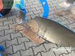 Arado - Lemken - juwel 8 m of