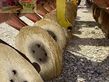 Grada de disco -  - terradisc 3000 srw