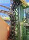 Cosechadora de Cereal - Krone - big x 500 mit ec 6000 und e-flow 300