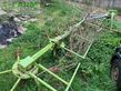 Henificador - Claas - faneuse volto 870 h