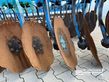 Grada de disco - Lemken - rubin 9/300 ue