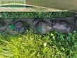 Henificador - John Deere - r950r