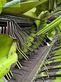 Empacadora gigant - Claas - rollant 255 rc uniwrap