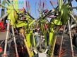 Rastrillo - Claas - liner 3600 comfort