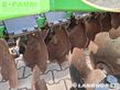 Grada de disco -  - titan 300