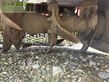 Grada rotativa - Ortolan - sb205