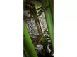 Grada rotativa - AVR - ge force 3800