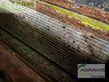 Cosechadora de Cereal - Claas - jaguar 940