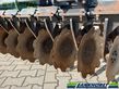 Grada de disco -  - tsg 600r