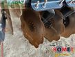 Cultivador - Kuhn - optimer xl350