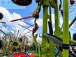 Henificador - Claas - volto 1100 t, wie neu !