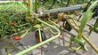 Henificador - Claas - volto 770