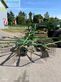 Rastrillo - Krone - swadro 2000