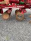Grada de disco - Horsch - joker 6 rt