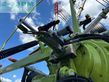 Rastrillo - Claas - liner 3600