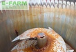 Remolqu esparcidor - Siloking - VM 11
