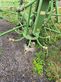 Henificador - Krone - kw 7.82