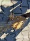 Cultivador - Rabe - profi bird 3000