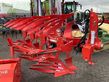 Arado - Maschio - unico m passo 4