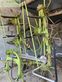 Henificador - Claas - volto 900