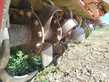 Rotovator Kuhn  EL162