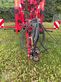 Cultivador - Horsch - tiger 6 xl
