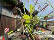 Rastrillo - Claas - liner 2900