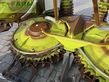 Cabezal - Claas - orbis 600