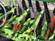Sembradora - Amazone - d9 3000 super anbausaemaschiene