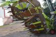 Cabezal - Claas - orbis 900 transportsystem