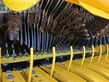 Empacadora gigant - New Holland - pro belt 190