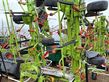 Henificador - Claas - VOLTO 1100