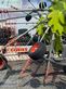 Rastrillo - Claas - liner 2900