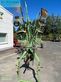 Rastrillo - Krone - swadro 810