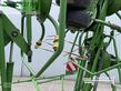 Henificador - Krone - kw 8.82