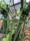 Rastrillo - Krone - swadro 1250