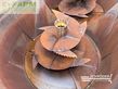 Remolqu esparcidor - Strautmann - verti mix 2401 double