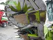 Cosechadora de Cereal - Claas - jaguar 950 inkl. orbis 750