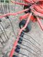Rastrillo - Kuhn - ga 6520 masterdrive