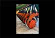 Sembradora - Amazone - d9-30 super