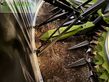 Cabezal - Claas - orbis 900 (i65)